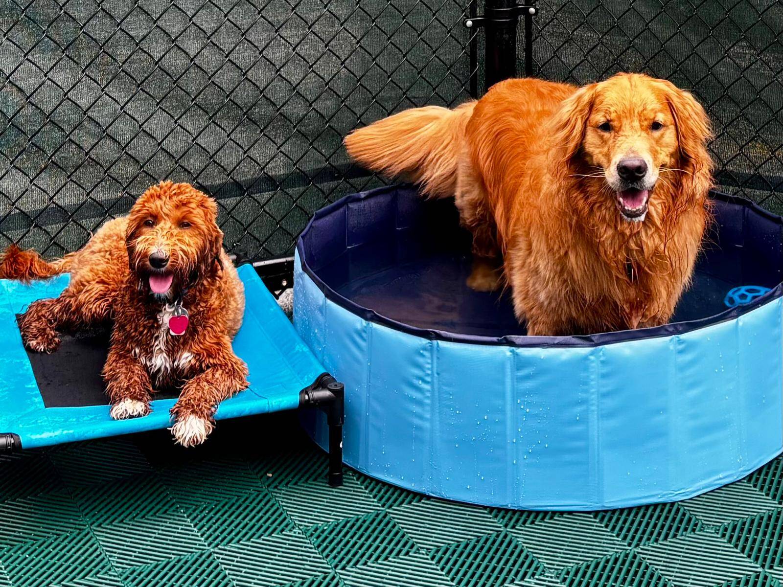 Doggy daycare at Seaside Resort & Spa