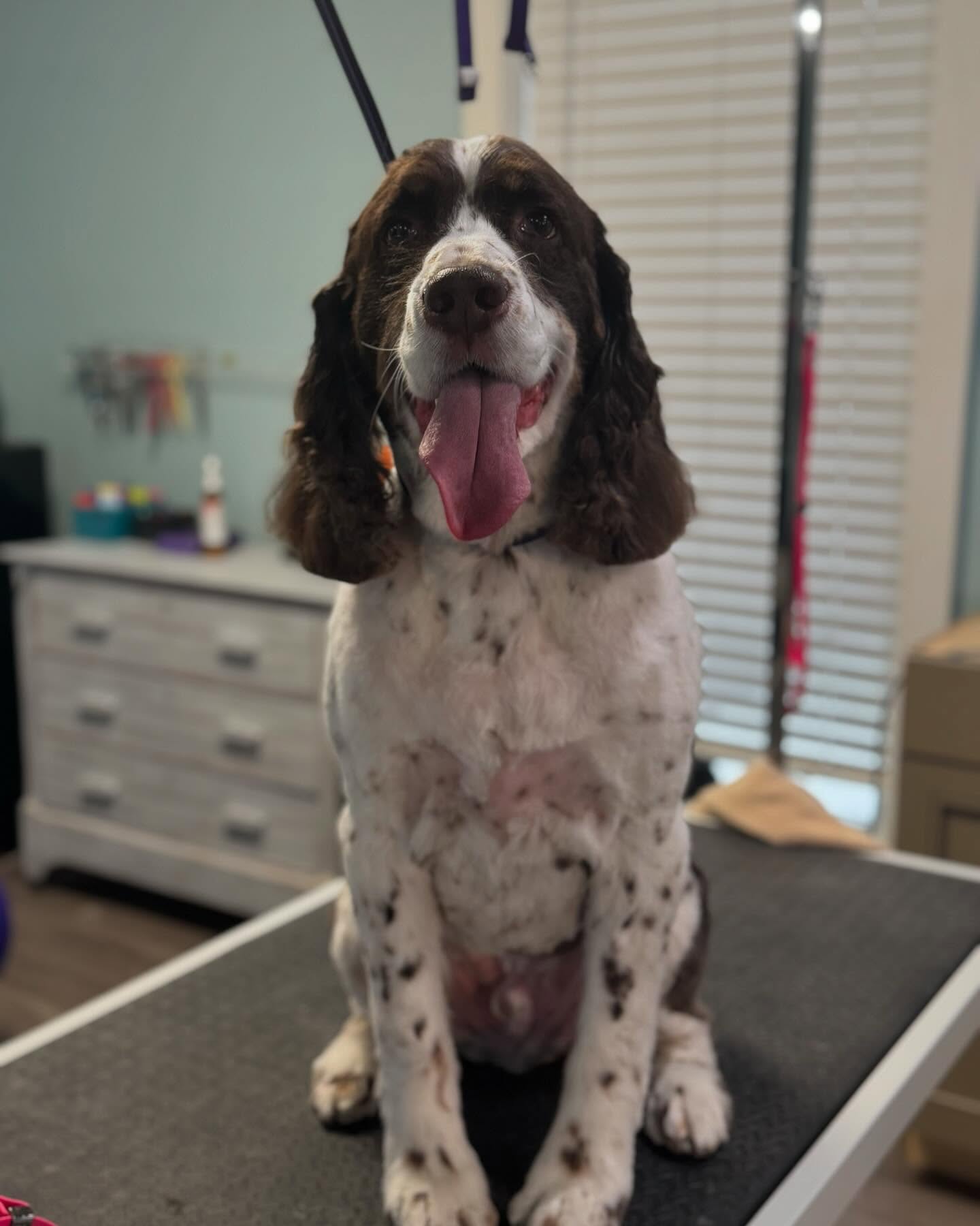 Grooming services in Scituate